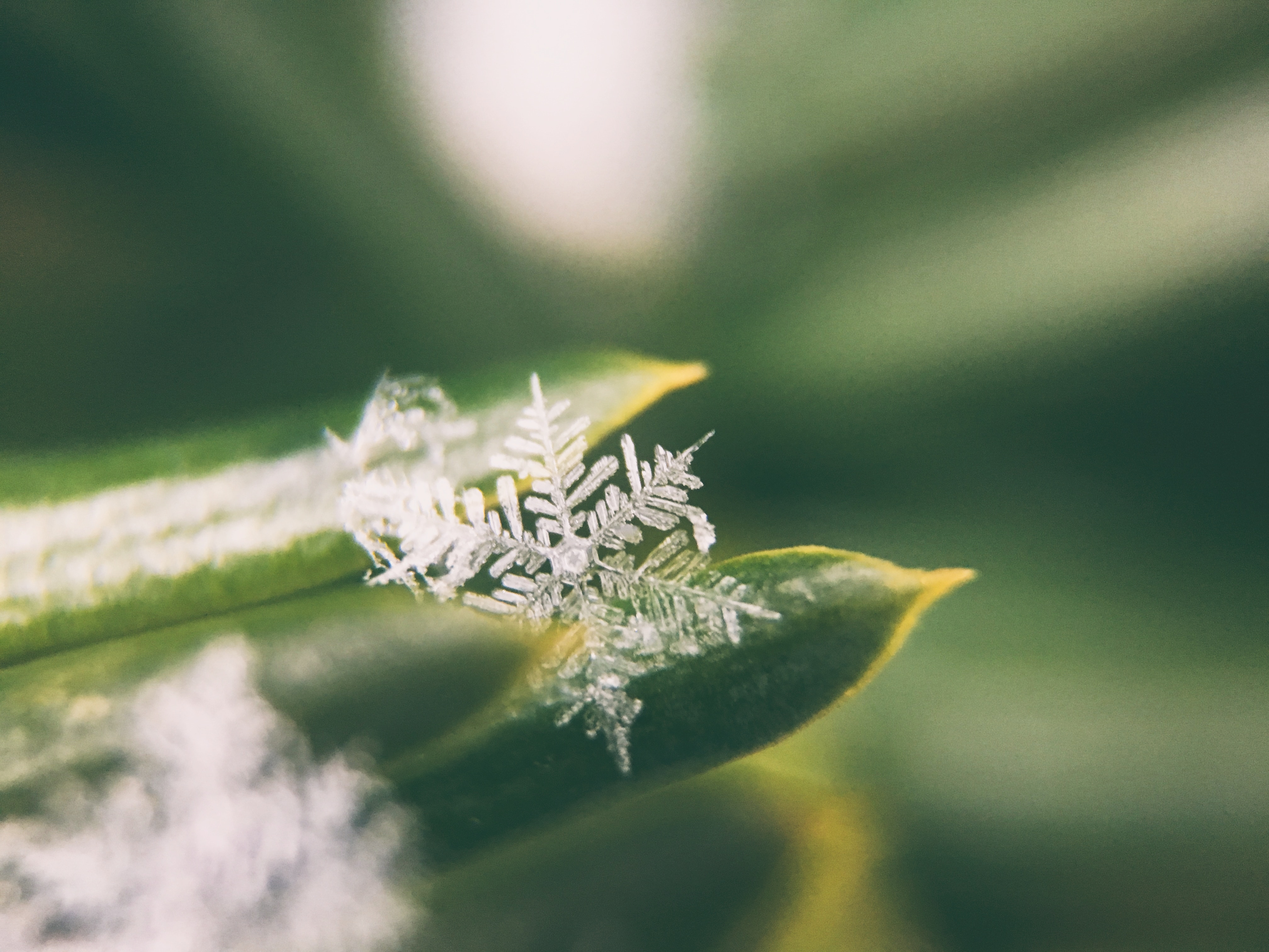 Winter blahs